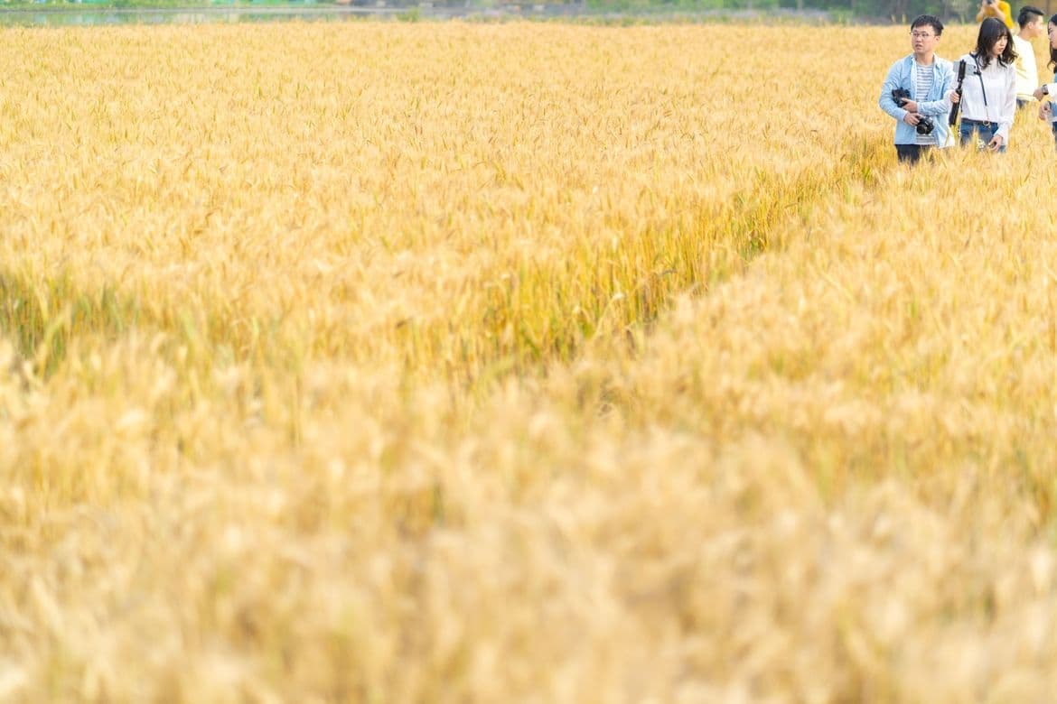 能勢町の田んぼで稲刈り古民家不動産売却